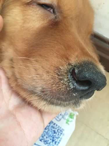 犬瘟热初期症状(这是犬瘟热的前兆吗)