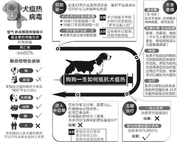 犬瘟热后期(怎么才能帮助狗狗恢复)