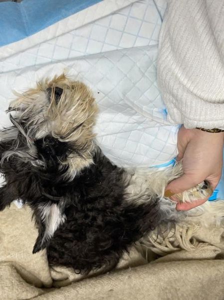 犬瘟热后遗症(还会出现其他问题吗)