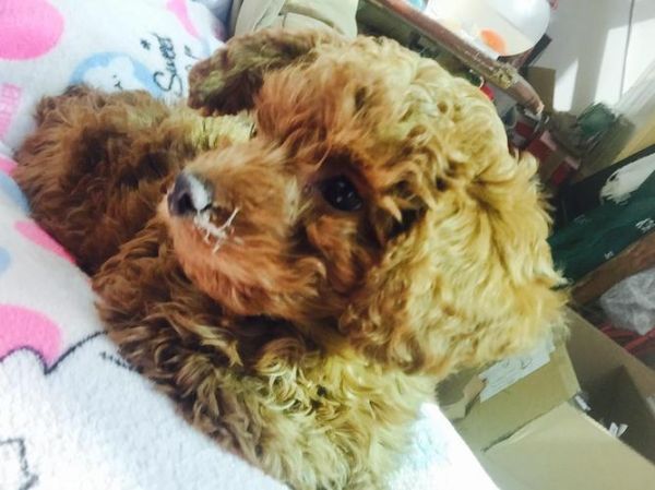 犬瘟热怎么得的( 难道是环境太脏了吗)
