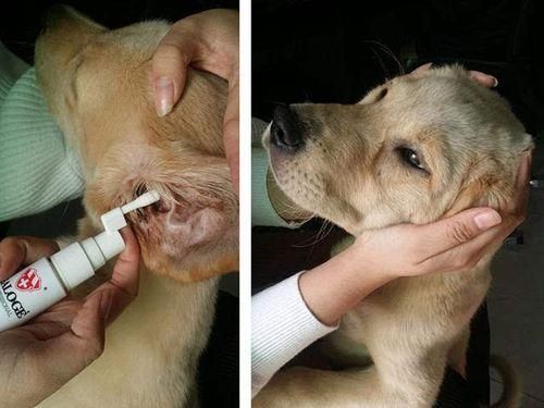 犬瘟热怎么得的( 难道是环境太脏了吗)