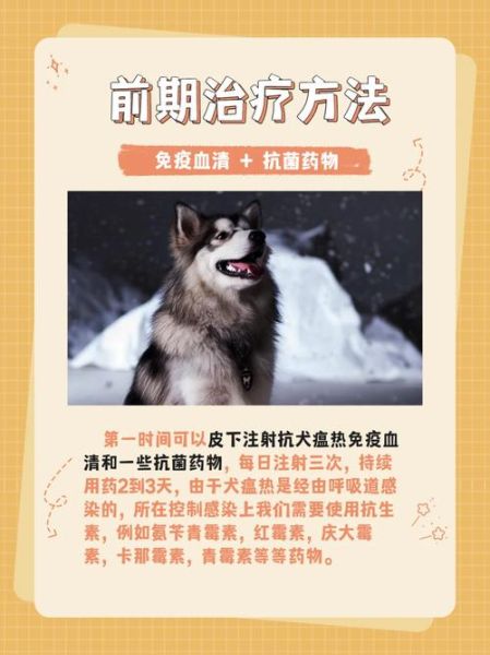 犬瘟热怎么治( 怎样才能帮助它康复)