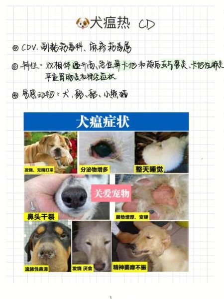 犬瘟热抽搐(还能救回来吗)