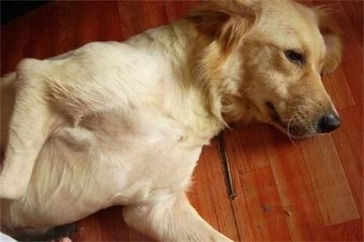 犬瘟热抽搐(还能救回来吗)