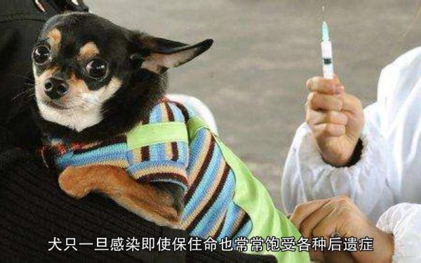 犬瘟热晚期(狗狗会一直昏迷吗)