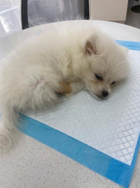 犬瘟热治疗时间(多久才能彻底治愈)