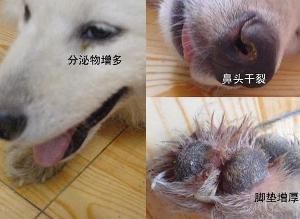 犬瘟热潜伏期(怎么才能快速判断)