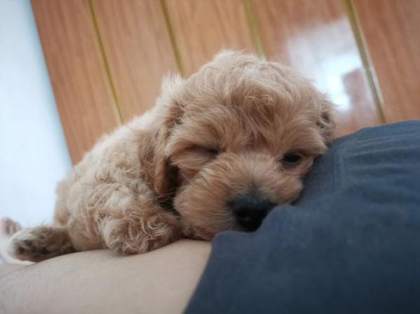 犬瘟热用什么药(哪些药是必须的)