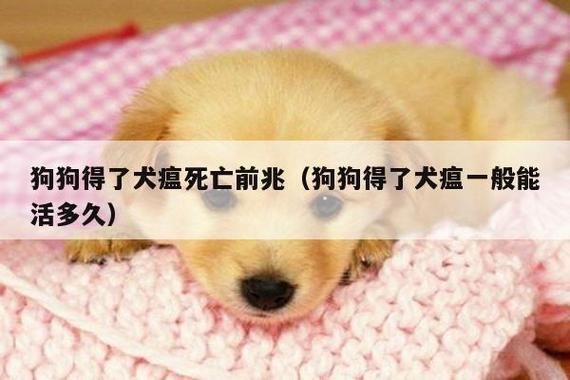 犬瘟热病(会让狗狗活不下去吗)