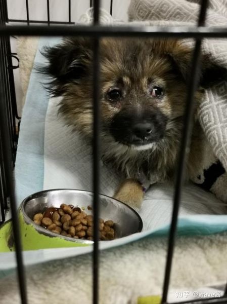 犬瘟热的治疗( 护理很重要吗)