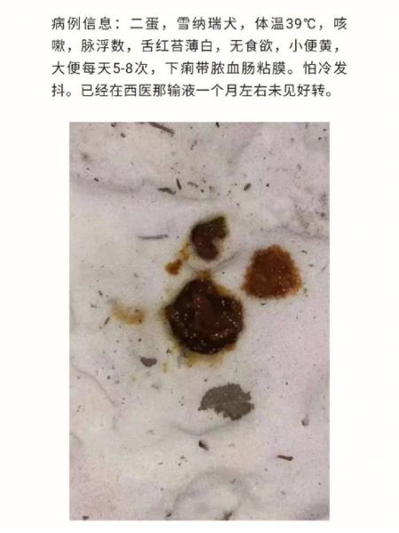 犬瘟病毒( 还能治好吗)