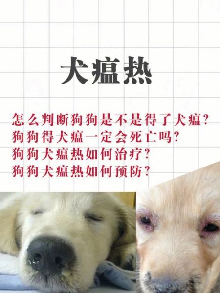 犬瘟症状(是得了犬瘟吗)