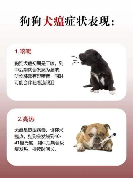 犬瘟症状(是得了犬瘟吗)