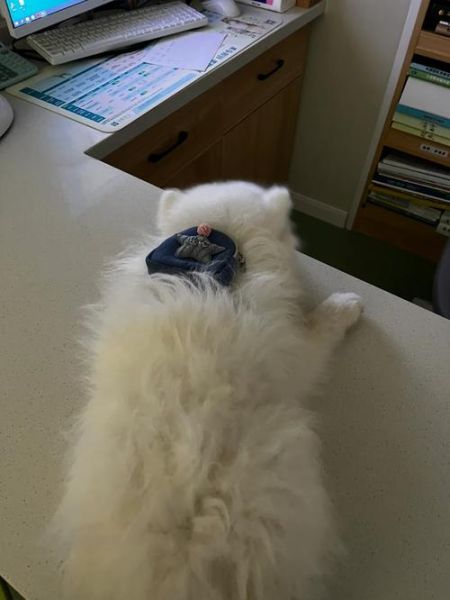 犬瘟能治好吗(治疗费用高不高)