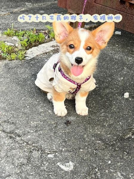 犬瘟试纸(检测狗狗健康的第一步)