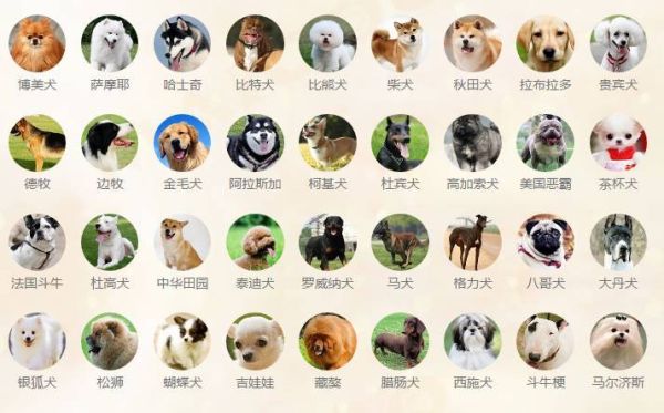 犬的种类(你最中意哪一种)