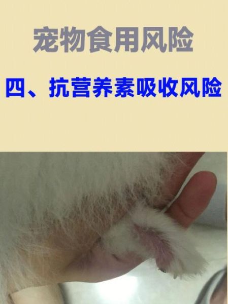 犬皮(是因为蛋白质不足吗)