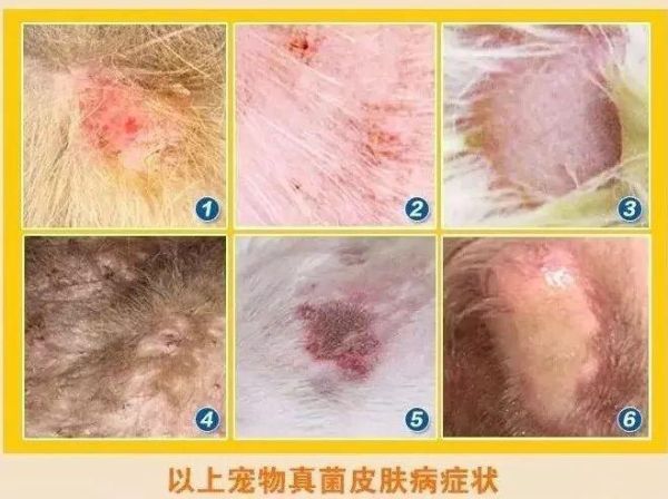 犬皮肤病(日常生活中要注意哪些)