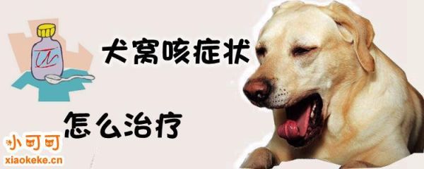 犬窝咳(难道是得了犬窝咳)