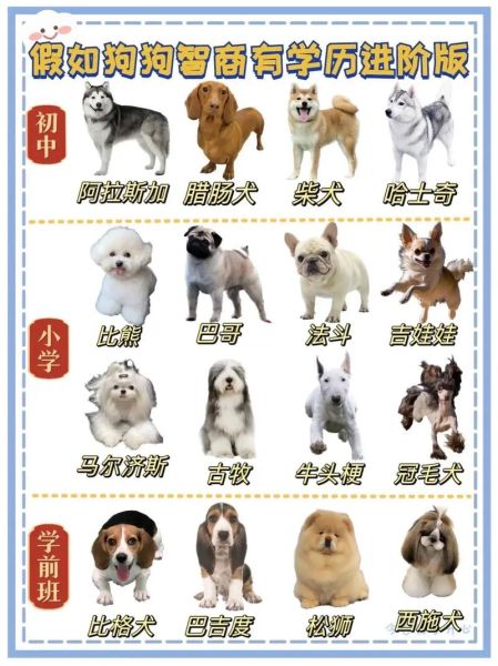 犬类智商排名(狗狗智商排行到底怎么排)