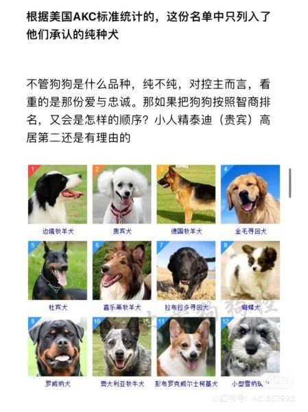 犬类智商排名(狗狗智商排行到底怎么排)