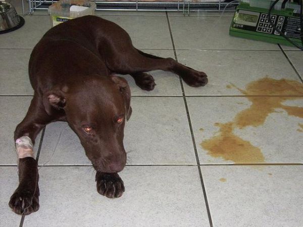 犬细小病(细小真的像传言那样可怕吗)