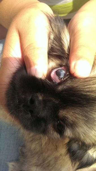 犬细小病(细小真的像传言那样可怕吗)