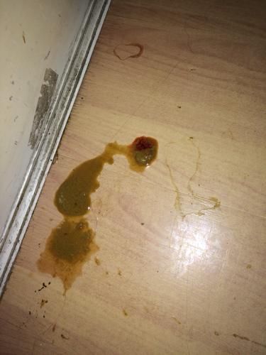 犬细小病毒病(还是其他疾病)