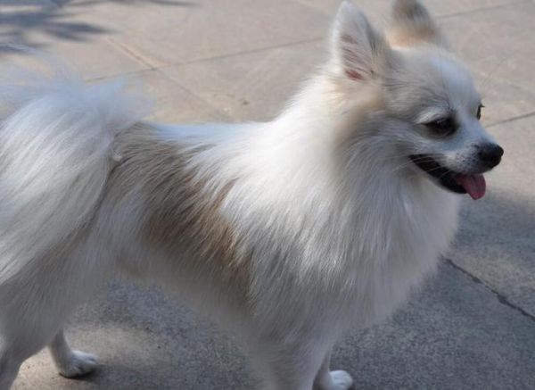 狐狸犬(它们的性格和外貌有什么变化)