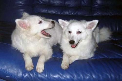 狐狸犬催眠(它真的能瞬间催眠11个人吗)