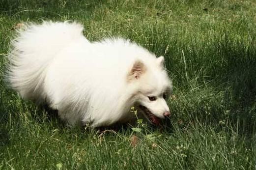 狐狸犬图片(芬兰狐狸犬你了解吗)
