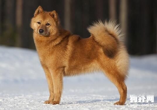 狐狸犬图片(芬兰狐狸犬你了解吗)