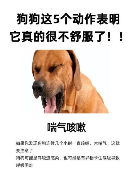 狗 咳嗽( 该怎么办才能让它舒服点)