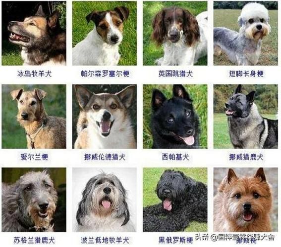 狗 品种( 哪个品种更符合你的心意)