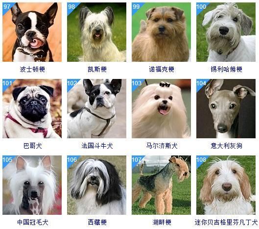 狗 品种( 哪个品种更符合你的心意)