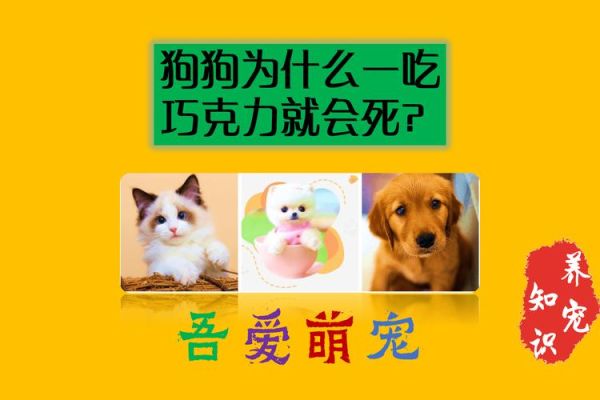 狗不能吃巧克力(吃了巧克力会死吗)