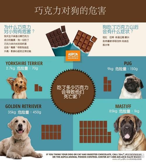 狗为什么不能吃巧克力?(狗狗吃了巧克力会有什么后果)