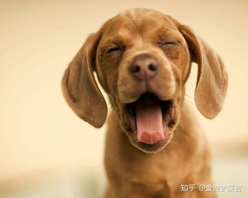 狗为什么会叫( 它们是在找我们玩吗)