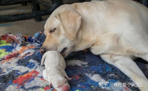 狗交(公狗和母狗谁更主动)
