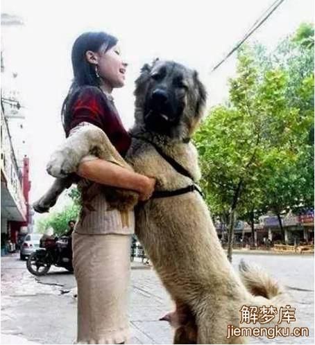 狗交配(它们真的会像人类一样恋爱吗)