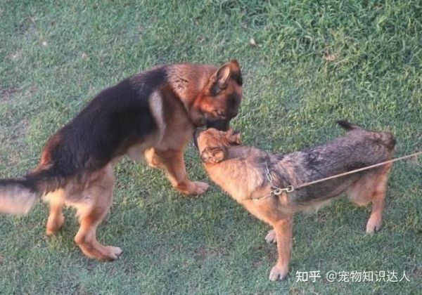狗交配为什么拔不出(它们会一直卡着吗)