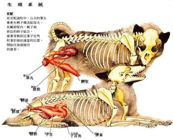 狗交配原理(这姿势怎么解开的)
