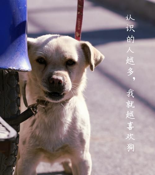 狗人(是谁赋予了他们这样的称呼)