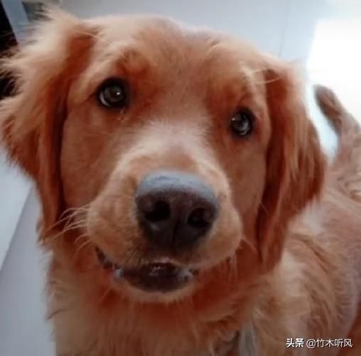 狗仔网( 它还有别的目的吗)
