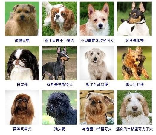 狗价格大全(到底哪种最便宜)
