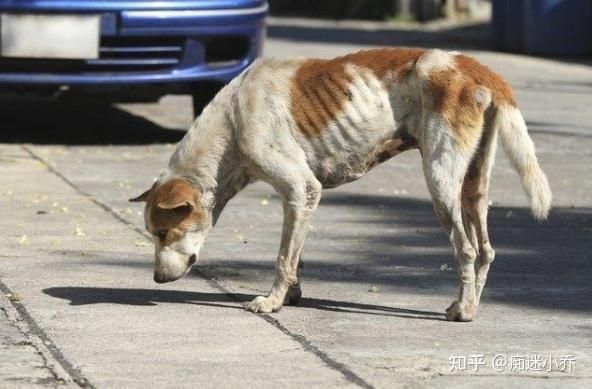 狗健康(是不是身体出现了问题)