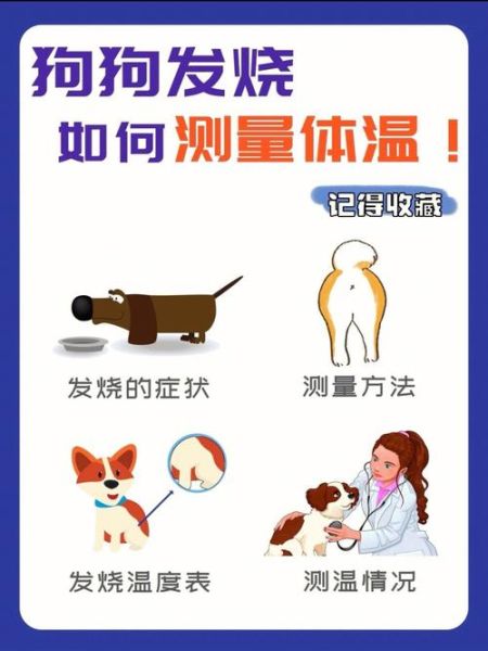狗发烧的症状(是不是也发烧了)