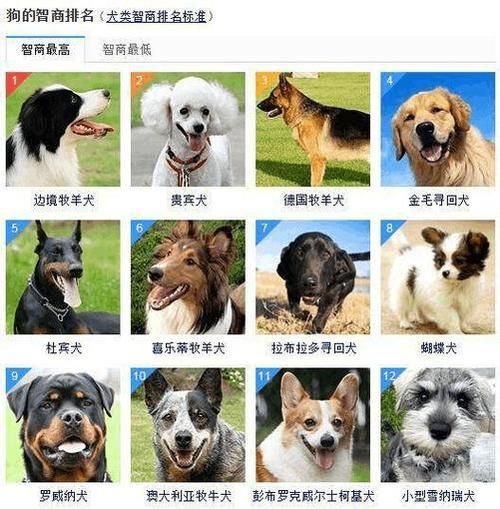 狗取名(还是用中文名)