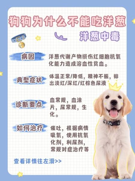 狗可以吃洋葱吗(会让它生病吗)