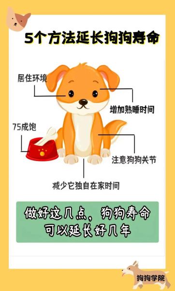 狗可以活多久(大型犬寿命更短)